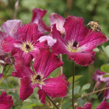 Clématite - Clematis viticella Rubra (Kermesina)