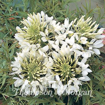 Graines de Cléome épineux Helen Campbell - Cleome spinosa