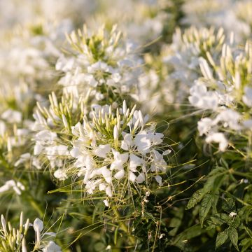 Cleome spinosa Sparkler 2.0 White