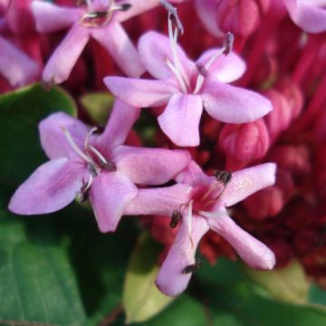 Clerodendrum bungei - Clérodendron de Bunge