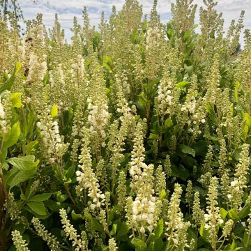 Clethra alnifolia Anne Bidwell