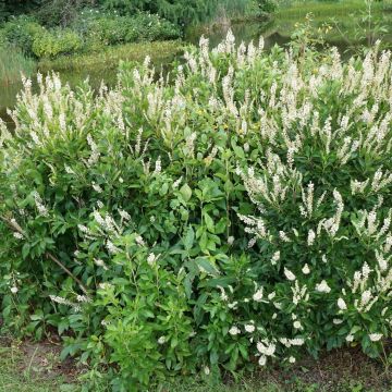 Clethra alnifolia Hummingbird - Clèthre à feuilles d'Aulne