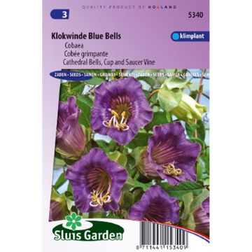 Graines de Cobée grimpante Violet Blue Bells - Cobea scandens