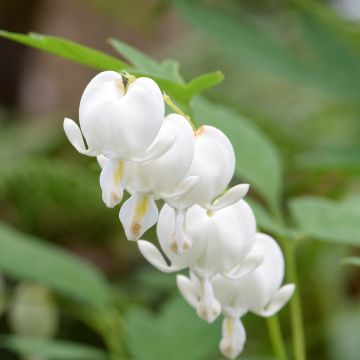 Coeur de Marie, Dicentra spectabilis Blanc