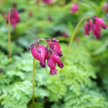 Coeur de Marie - Dicentra King of Hearts