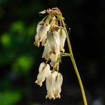 Coeur de Marie - Dicentra formosa Aurora