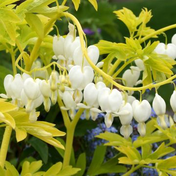 Coeur de Marie - Dicentra spectabilis White Gold