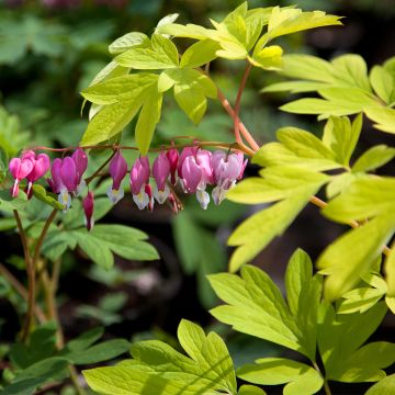 Coeur de Marie - Dicentra spectabilis Yellow Leaf