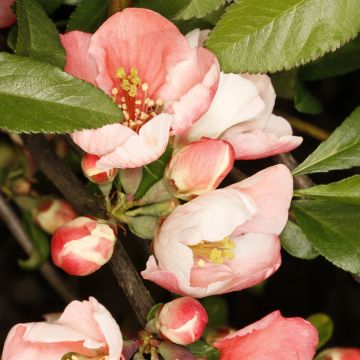Cognassier du Japon Flocon Rose - Chaenomeles speciosa