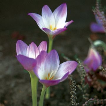 Colchicum giganteum - Colchique d'automne