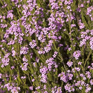 Coleonema pulchrum - Buisson confetti