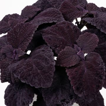 Coleus Copinto Sangria