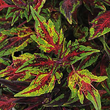 Coleus Flame Thrower Chili Pepper