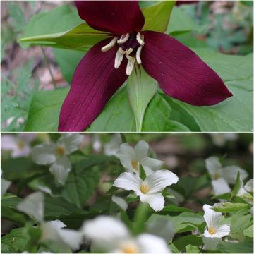 Collection 2 Trilliums