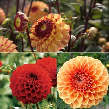 Collection 3 dahlias balle, tons chauds