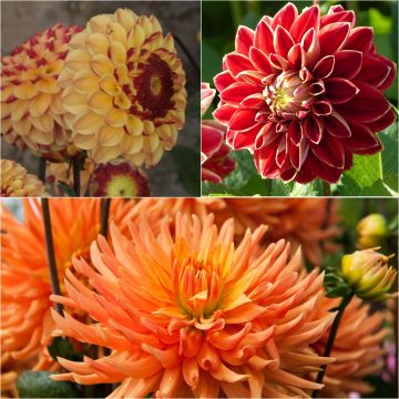 Collection 3 dahlias pour bouquets, tons chauds bicolores