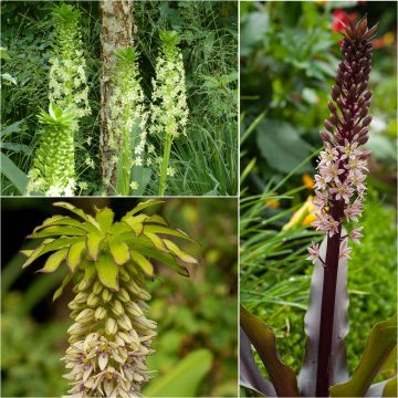 Collection 5 Eucomis