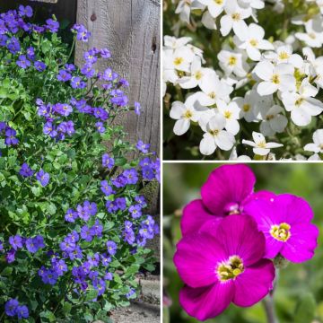 Collection Aubrietes pour rocaille