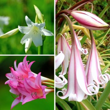 Collection Crinums powelii