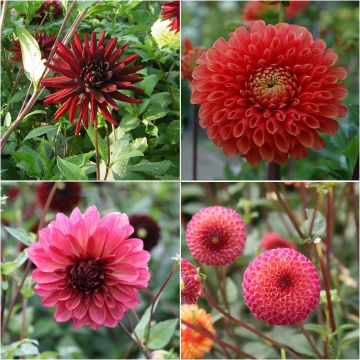 Collection Dahlias Epices orientales