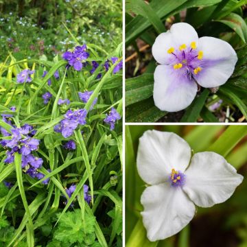 Duo Nature - Duo de Rosier et Penstemons