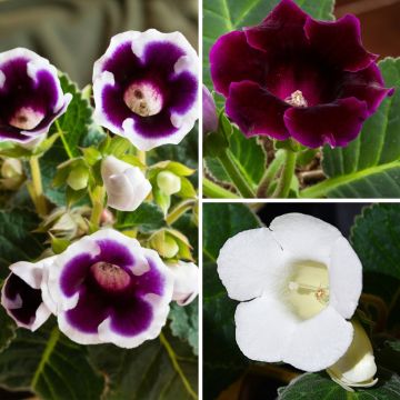 Collection Gloxinias violet et blanc
