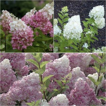 Collection Hortensias paniculata