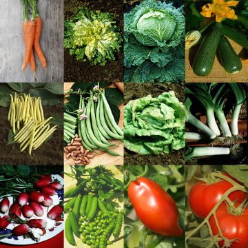 Collection "Jardin productif" - 12 variétés de légumes à fort rendement