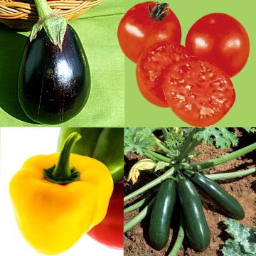 Collection "Légumes du soleil" - 4 plants potagers