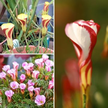 Collection Oxalis pour la maison ou oxalis de printemps