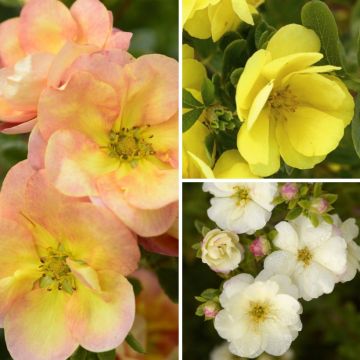 Collection Potentilles arbustives à fleurs doubles