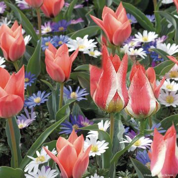Collection Tulipes et Anémones miniatures