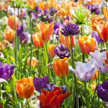 Collection Tulipes Orange-Violet