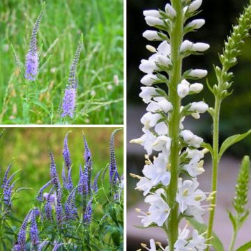 Duo Nature - Duo de Rosier et Penstemons