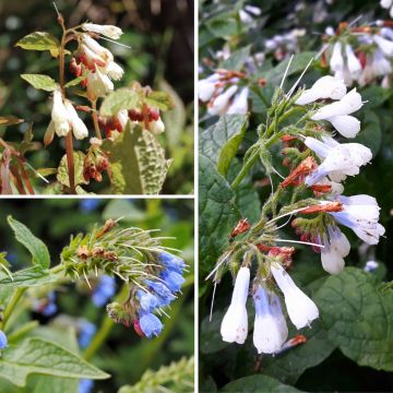 Duo Nature - Duo de Rosier et Penstemons