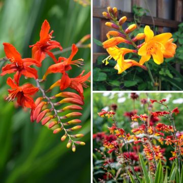 Collection de crocosmias