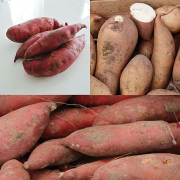 Collection découverte de 3 patates douces en plants