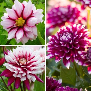 Collection Dahlias pourpres et blancs à petit prix