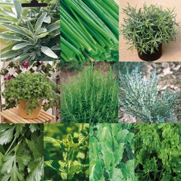 Collection de 10 aromatiques Bio en plants