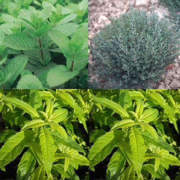 Collection de 3 herbes pour thés et infusions en plants