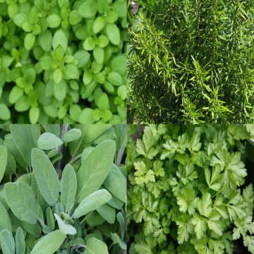 Collection de 4 aromatiques pour grillades en plants