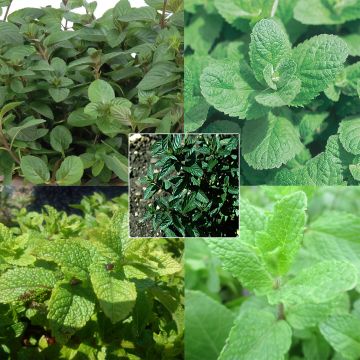 Collection de 5 menthes Bio en plants