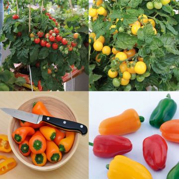Collection de 5 plants de tomates et poivron pour balcons