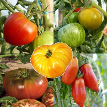 Collection de 5 tomates anciennes et de collection en plants