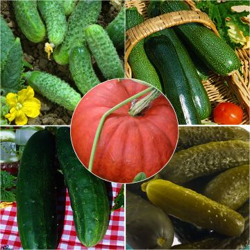 Collection de Cucurbitacées - Concombre, Cornichon, Courgette, Potiron