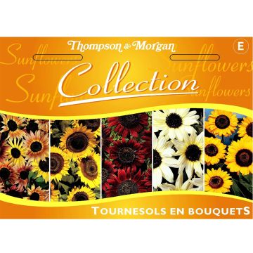 Collection de graines de Tournesol en Bouquets - Helianthus annuus Pastiche, Velvet Queen, Taiyo, Italian White, Prado Yellow