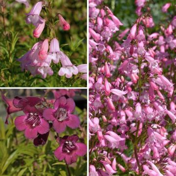 Duo Nature - Duo de Rosier et Penstemons