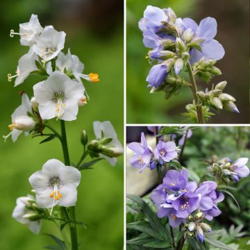 Duo Nature - Duo de Rosier et Penstemons