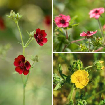 Duo Nature - Duo de Rosier et Penstemons