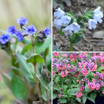 Duo Nature - Duo de Rosier et Penstemons